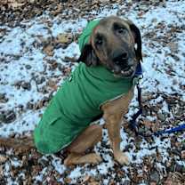 Thumbnail photo of Moose the Magnificent #1