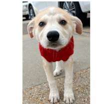 Thumbnail photo of The Spice Girls: Ginger #1