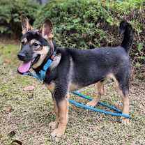 Thumbnail photo of Inky (S. Korea) hz #3