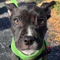 Thumbnail photo of Dennis #2