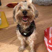 Thumbnail photo of Mello #1