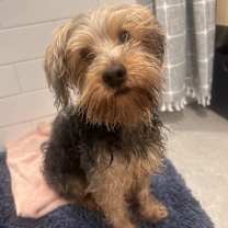 Thumbnail photo of Mello #3