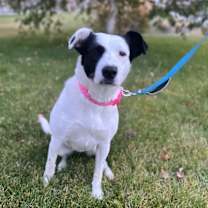 Thumbnail photo of Pumba #2