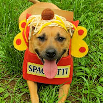 Thumbnail photo of OLLIE #2