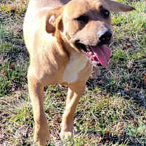 Thumbnail photo of OLLIE #3