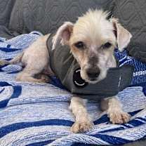 Thumbnail photo of Tobi #1