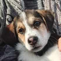 Thumbnail photo of CHANEL (Local) sf/yo - DEAF #2