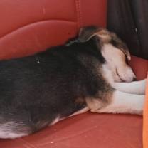 Thumbnail photo of CHANEL (Local) sf/yo - DEAF #3