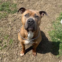 Thumbnail photo of Roscoe #1