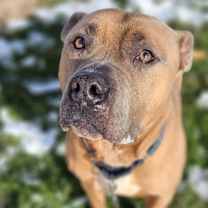 Thumbnail photo of Roscoe #2