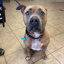 Thumbnail photo of Roscoe #3