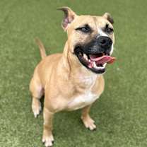 Thumbnail photo of Biscuit #2