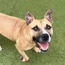 Thumbnail photo of Biscuit #3