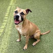 Thumbnail photo of Biscuit #4