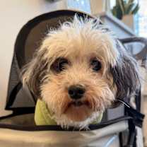 Thumbnail photo of Ginny #3