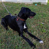 Thumbnail photo of Bear #4