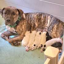 Thumbnail photo of Mulan - My adoption fee is fully sponsored - In loving memory of Denver and Rosco #2