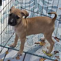 Thumbnail photo of Sadie  #3