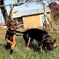 Thumbnail photo of Flo (Alice) #1