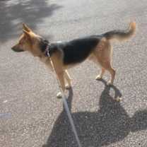 Thumbnail photo of Axel #3