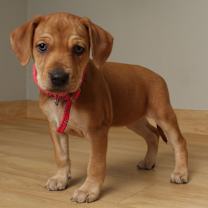 Thumbnail photo of Patsy D66794 #1