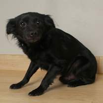 Thumbnail photo of Benji D66636 #2