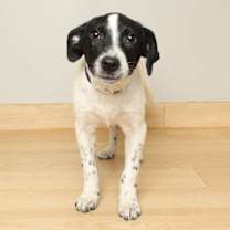 Thumbnail photo of Jango D66420 #4