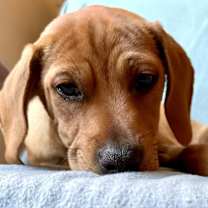 Thumbnail photo of Strudel #2