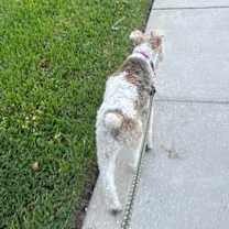 Thumbnail photo of Elvis #3