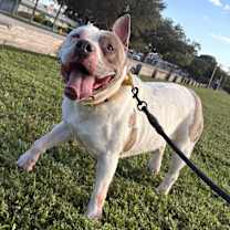 Thumbnail photo of Belle #1