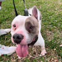 Thumbnail photo of Belle #2