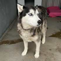 Thumbnail photo of Roki #2