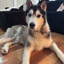 Thumbnail photo of Roki #3