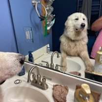 Thumbnail photo of Lambert #2