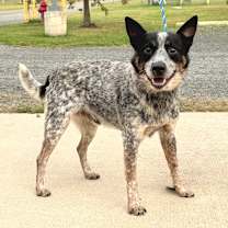 Thumbnail photo of Ransom  #1