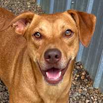 Thumbnail photo of Duchess #1