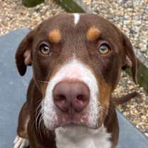 Thumbnail photo of Rumple #2