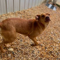 Thumbnail photo of Duchess #2