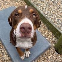 Thumbnail photo of Rumple #3