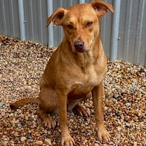 Thumbnail photo of Duchess #3