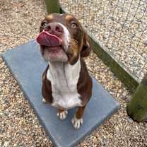 Thumbnail photo of Rumple #4