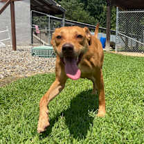 Thumbnail photo of Duchess #4