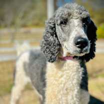 Thumbnail photo of Arnie Oct 25 #3