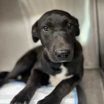 Thumbnail photo of Bumble #2