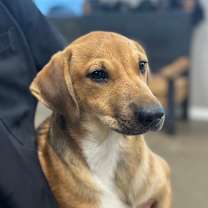 Thumbnail photo of Runt #2