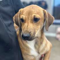 Thumbnail photo of Runt #3