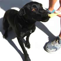 Thumbnail photo of Hula #2