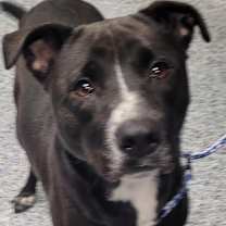 Thumbnail photo of Harley #2