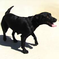 Thumbnail photo of Hula #3