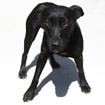 Thumbnail photo of Hula #4